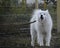 Wet Samoyed Dog near the leash fence Background