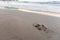 Wet sand on the beach with dogs footprint