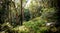 Wet sclerophyll forest in the Jamison Valley, Blue Mountains, NSW, Australia