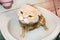 Wet Scottish Fold cat during bathing. Funny sad cream cat with f