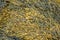 wet seaweed kelp laminaria surface close up macro shot texture background