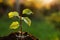 Wet seedling growing in fresh soil outdoors, closeup. Planting tree. Space for text