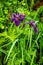 Wet Siberian iris in a nature reserve Potatso Pudacuo - Shangri-La