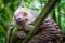 Wet sloth smiles in Punta Uva, Costa Rican Rainforest