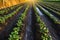 Wet soil on a potato plantation in the early morning. Rain and precipitation. Surface irrigation of crops on plantation.