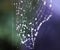 Wet spider web in rain drops. Summer nature details