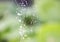 Wet spider web in rain drops. Summer nature details