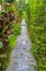 Wet Stone Pathway after Rain Through Various Type of Trees