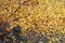 Wet stones and flying yellow leaves strewn the earth under a tree in the autumn in the park.