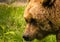 A wet strong, wet brown bear is looking ahead the environtment, looking very cute