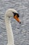 Wet Swan Close-up