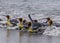 Wet, swimming king penguins slide into shore after fishing