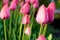 Wet tender pink tulips in the garden after the rain. Flowers in the backyard