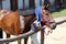 Wet terry cloth cotton towelling on head of a show jumper horse