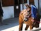 Wet terry cloth cotton towelling on head of a show jumper horse