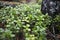 Wet thickets of blueberries on mossy ground in rain in a forest in Karelia