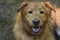 Wet Toller Dog with Damp Fur from a Swim