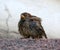 Wet tousled Sparrow sits on a granite wall