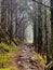 Wet Trail Cuts through Bare Pine Trees