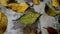 Wet Tree Leaves Falling On Glass