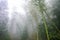 wet trees in mist rainforest in area of Dazha