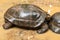 Wet turtle black closeup on sandy ocean shore tropical design