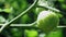 Wet unripe green tomato on green bush  ready to harvest, selective focus 4k video