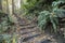 Wet uphill trail in a forest with wild plants on the side in Tacoma, Washington