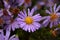 Wet violet heartleaf aster Symphyotrichum cordifolium with a lot of water drops after the october rain