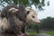 Wet Virginia Opossum Didelphis virginiana Mother and Joeys Look Right Summer