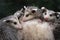 Wet Virginia Opossum Joeys Didelphis virginiana Huddle Together on Mothers Back Summer