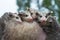 Wet Virginia Opossum Joeys Didelphis virginiana Huddle Together on Mothers Back Summer