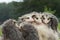 Wet Virginia Opossum Joeys Didelphis virginiana Lined Up Atop Mother in Rain Summer