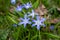 Wet with water droplets Bossier\\\'s glory-of-the-snow or Lucile\\\'s glory-of-the-snow (Scilla luciliae