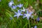 Wet with water droplets Bossier\\\'s glory-of-the-snow or Lucile\\\'s glory-of-the-snow (Scilla luciliae