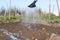 Wet watered soil of garden bed and water pouring from watering can on sunny day