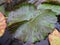 Wet waterlily leaves in crystal clear water