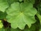 Wet wavy leaf with small rain drops, fresh green colours