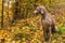 Wet Weimaraner in the autumn forest. Hunting dog on the hunt. Gray dog. Hunting dog breed