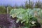 Wet white cabbages garden beds after rain.