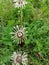 The wet white dandelion dries in the warm summer breeze.