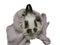 Wet white decorative pet rabbit covered with fluffy bath terry towel looking forward front view isolated