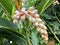 Wet white flower of Shell Ginger, Pink porcelain lily, Variegated ginger, Butterfly ginger Alpinia zerumbet in East Africa