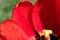 Wet wide red tulip petals with black core and glittering water drops. Red tulips growing on the field. Red flowerbed of spring tul