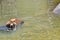 A wet wild brown bear, racoon or Procyon lotor cools off in the water of a lake