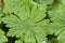 wet wild geranium leaves