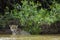 Wet Wild Jaguar Pausing in River in front of Jungle