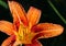 Wet Wild Orange Lily