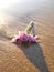 Wet, wilted pink flower washed up on beach, shining in the sunlight.