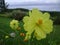 Wet yellow cosmos flower with dew drops on a hillside